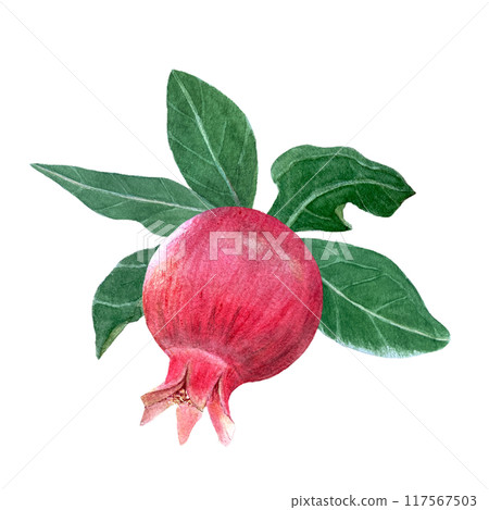 Red pomegranate with leafs detailed watercolor composition isolated on white. Hand drawn realistic fruit element for fall harvest cards, culinary designs, home decor, prints. Autumn plant clip art 117567503