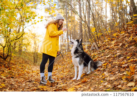 Smiling woman in a yellow coat walks with her cute pet Husky in the autumn forest in sunny weather. 117567610