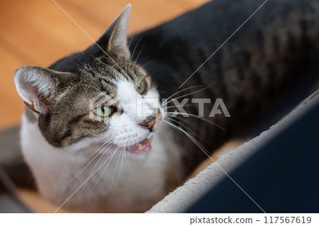 一隻對著主人喵喵叫的貓，一隻黃色虎斑貓 117567619