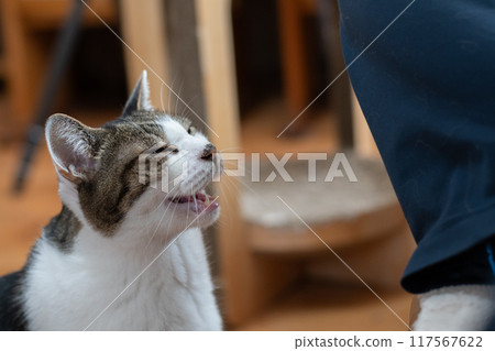 Cat meowing at its owner: Brown tabby cat Cat meowing at its owner: Brown tabby cat 117567622
