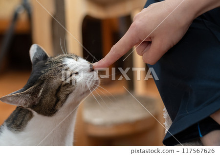 Kijitora cat stroking a cat Kijitora cat stroking a cat 117567626
