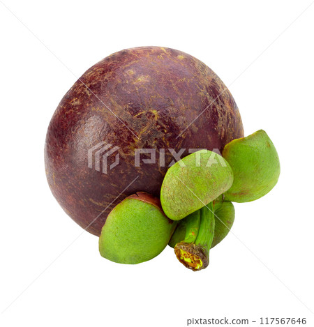 Ripe mangosteen fruit isolated on a white background 117567646