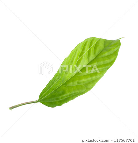 Green leaf isolated on a white background 117567701