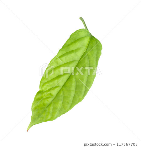 Green leaf isolated on a white background 117567705
