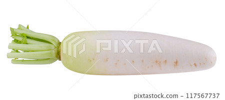 Daikon radishes isolated on a white background Daikon radishes isolated on a white background 117567737