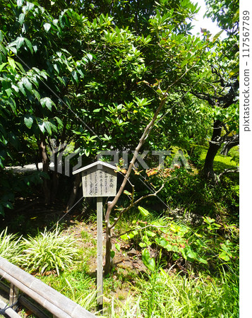 長谷寺的娑羅樹（神奈川縣鎌倉市） 117567789