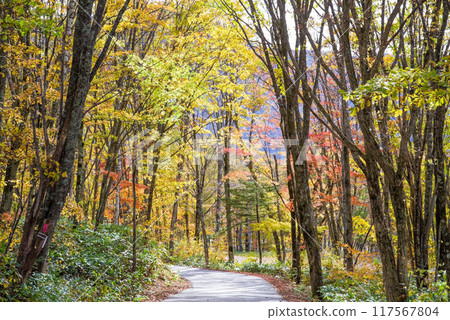 A road through the autumn leaves: Shinhotaka Onsen and Nabehira Plateau A road through the autumn leaves: Shinhotaka Onsen and Nabehira Plateau 117567804