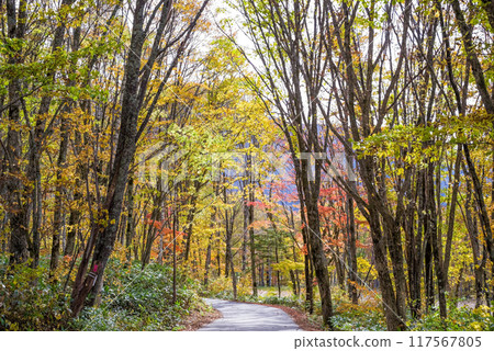 貫穿紅葉的道路“新穗高溫泉/鍋平高原” 貫穿紅葉的道路“新穗高溫泉/鍋平高原” 117567805