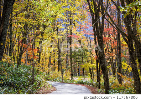 貫穿紅葉的道路“新穗高溫泉/鍋平高原” 117567806