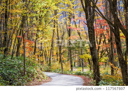 A road through the autumn leaves: Shinhotaka Onsen and Nabehira Plateau 117567807