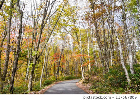 A road through the autumn leaves: Shinhotaka Onsen and Nabehira Plateau A road through the autumn leaves: Shinhotaka Onsen and Nabehira Plateau 117567809
