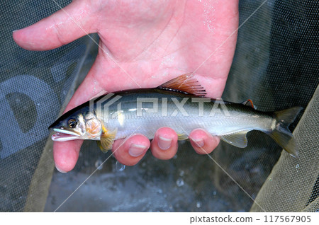 Freshly caught beautiful natural sweetfish 117567905