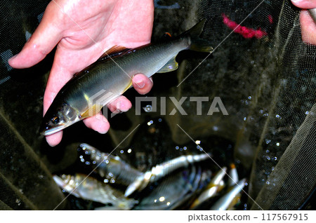 Freshly caught beautiful natural sweetfish Freshly caught beautiful natural sweetfish 117567915