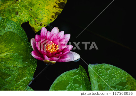 Water lilies blooming on a rainy day [Nagano Prefecture] 117568036