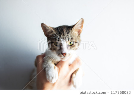 A detailed closeup image of an individual gently holding a cat A detailed closeup image of an individual gently holding a cat 117568083