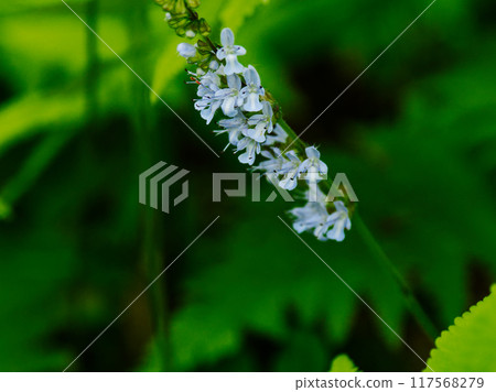 Blooming of the Tokai region endemic species of the Lamiaceae family, Shimajitamurasou Blooming of the Tokai region endemic species of the Lamiaceae family, Shimajitamurasou 117568279