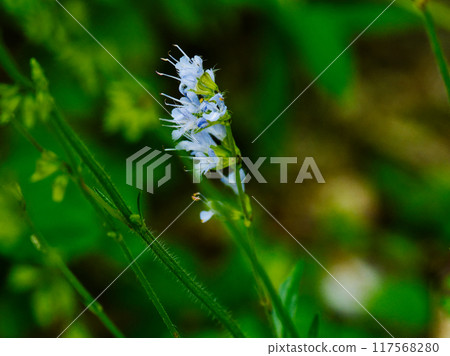 Blooming of the Tokai region endemic species of the Lamiaceae family, Shimajitamurasou Blooming of the Tokai region endemic species of the Lamiaceae family, Shimajitamurasou 117568280