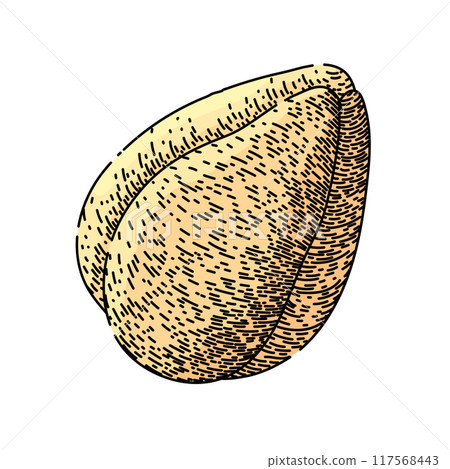 zalacca salak fuit sketch hand drawn vector zalacca salak fuit sketch hand drawn vector 117568443