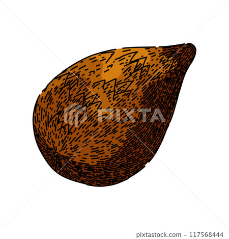 fruit salak fuit sketch hand drawn vector 117568444