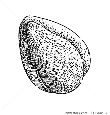 zalacca salak fuit sketch hand drawn vector zalacca salak fuit sketch hand drawn vector 117568497