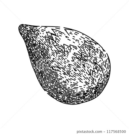 fruit salak fuit sketch hand drawn vector 117568500
