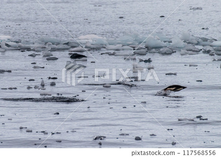 Adelie Penguins in Antarctica 117568556