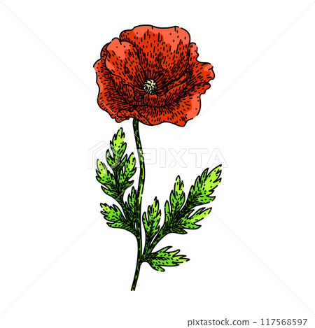 garden poppy sketch hand drawn vector garden poppy sketch hand drawn vector 117568597