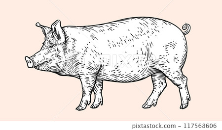 Pork, pig, hog sketch. Vintage retro print, black white farm domestic pig sketch ink pencil style drawing, engrave old school. Sketch artwork silhouette pig, white background. Vector Illustration 117568606