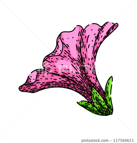 gardening petunia sketch hand drawn vector 117568621