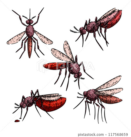 mosquito set sketch hand drawn vector 117568659