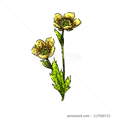meadow buttercup sketch hand drawn vector meadow buttercup sketch hand drawn vector 117568715