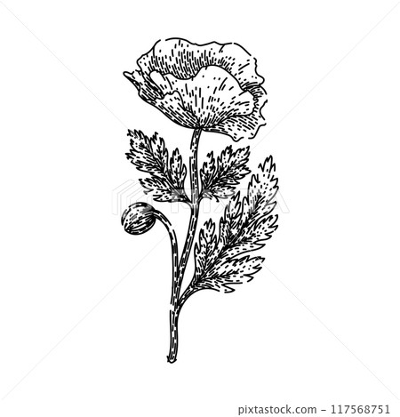 seeds poppy sketch hand drawn vector 117568751