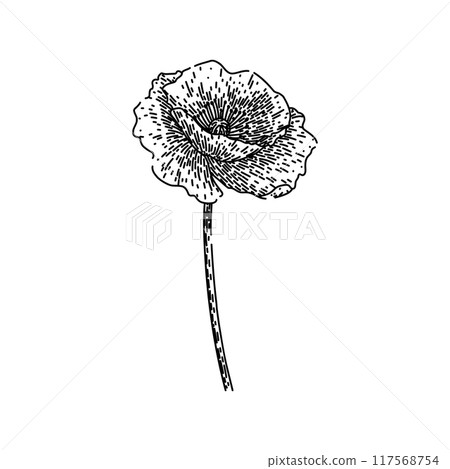 petals poppy sketch hand drawn vector petals poppy sketch hand drawn vector 117568754