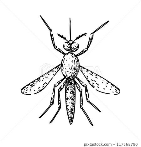 virus mosquito sketch hand drawn vector 117568780