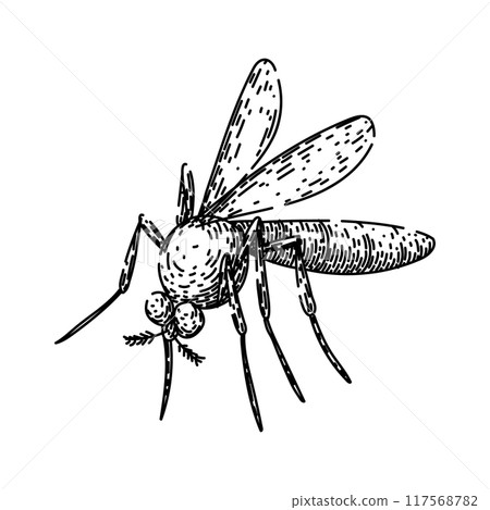 zika mosquito sketch hand drawn vector 117568782