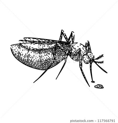 malaria mosquito sketch hand drawn vector 117568791