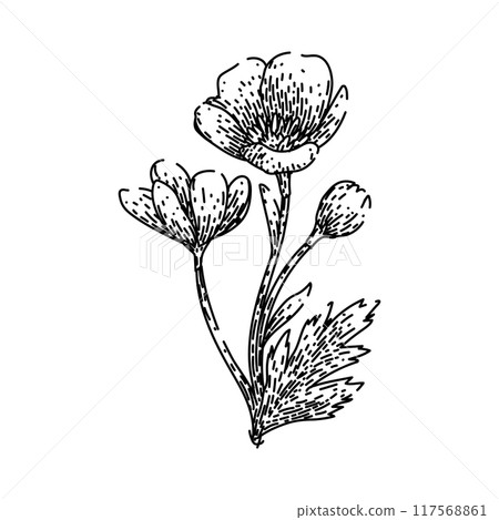 perennial buttercup sketch hand drawn vector perennial buttercup sketch hand drawn vector 117568861