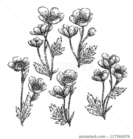 buttercup set sketch hand drawn vector 117568876
