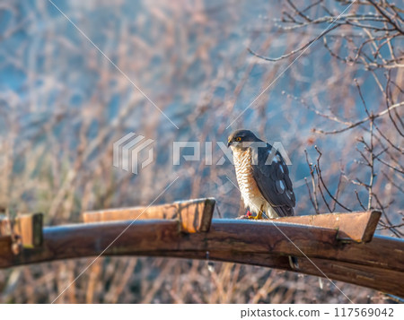 Sparrowhawk sitting on a wooden pergola 117569042
