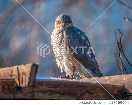 Sparrowhawk sitting on a wooden pergolla looking into camera Sparrowhawk sitting on a wooden pergolla looking into camera 117569044