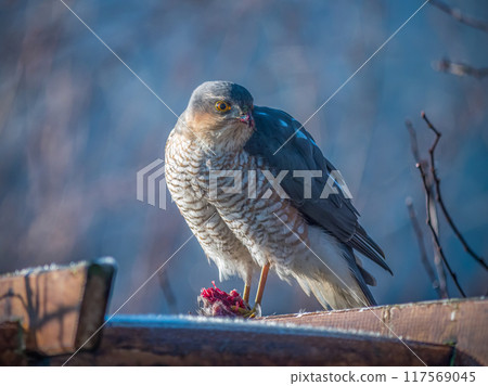 Sparrowhawk sitting on a wooden pergola Sparrowhawk sitting on a wooden pergola 117569045