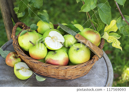 Apple harvest 117569093