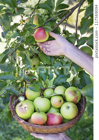 Apple harvest hands 117569094