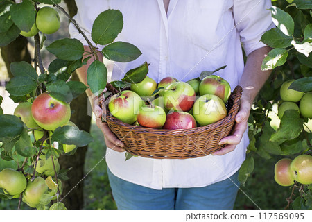 Apple harvest 117569095