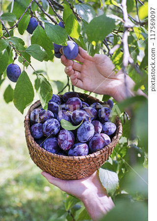Plum harvest 117569097