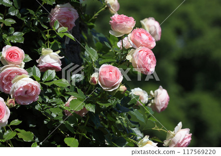 Lovely little pink rose flower 117569220