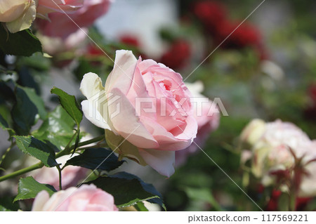 可愛的小粉紅玫瑰花 117569221