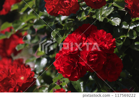 一朵美麗的玫瑰，閃耀著深紅色的光芒 117569222