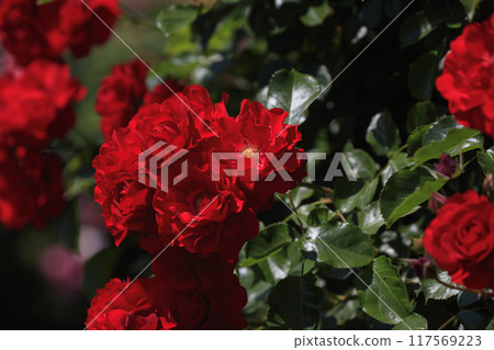 A beautiful crimson rose A beautiful crimson rose 117569223