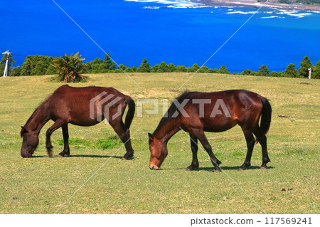 [Miyazaki Prefecture] Cape Toi in fine weather (Misaki horse pasture) 117569241